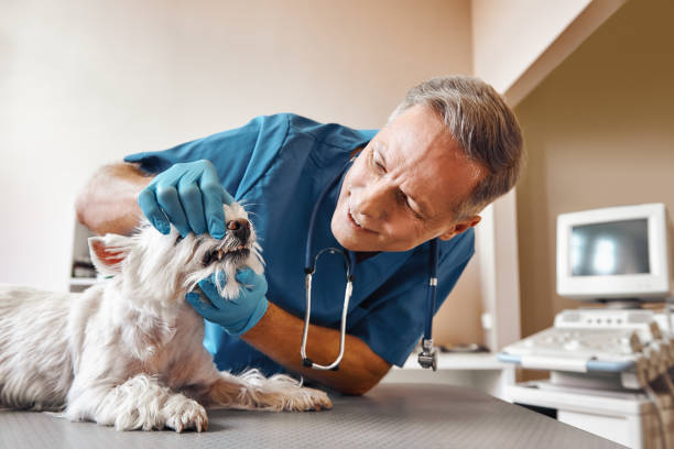 Best Emergency Root Canal Treatment in Clarendon Hls, IL